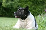 AKITA AMERICAIN 511